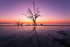 Driftwood Beach - USA von Bas Van den Berg