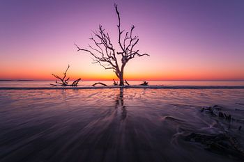 Driftwood Beach - USA