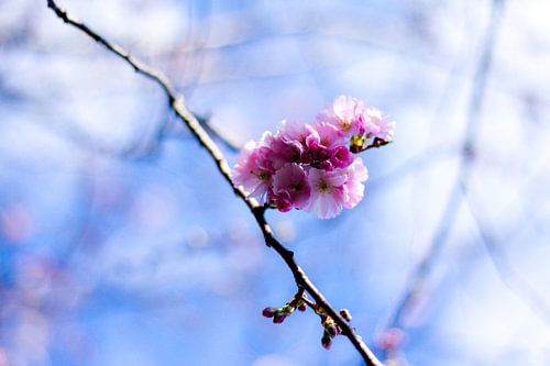 lente