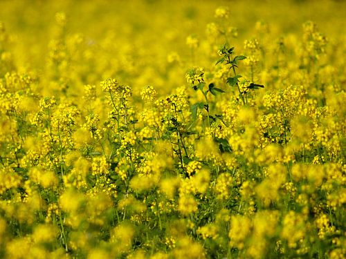 Koolzaad - Rapaseed - Colza - Rapssamen