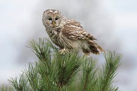 Ural Owl (Strix uralensis) by Ronald Pol