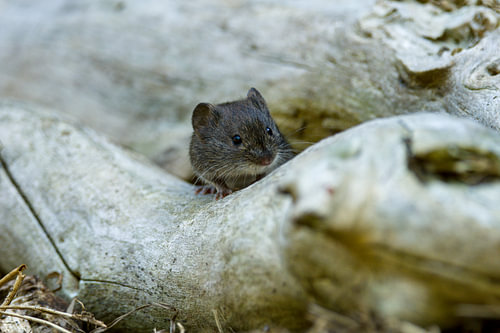 Vole