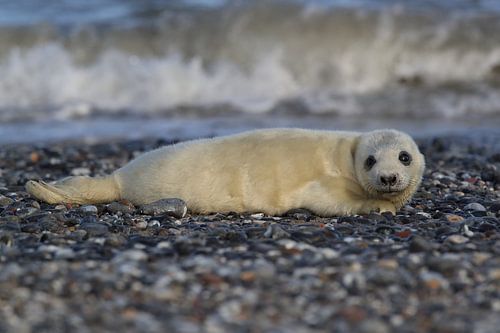 Grijze Zeehond Brul Helgoland Eiland Duitsland