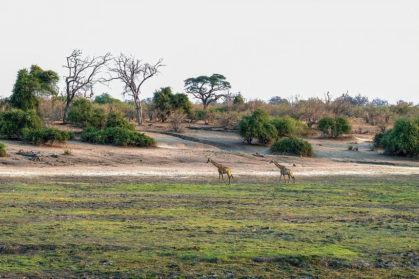The giraffe over the meadows of Chobe National Park by Merijn Loch