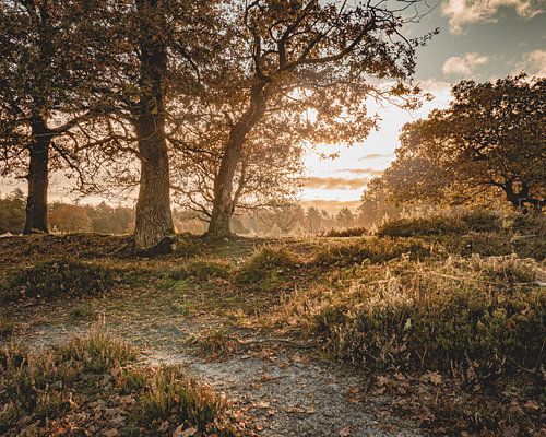Morning in Nature reserve Sleenerzand, Drenthe