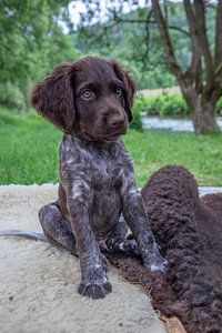 Zittende Heidewachtel puppy  op een kleedje aan de beek