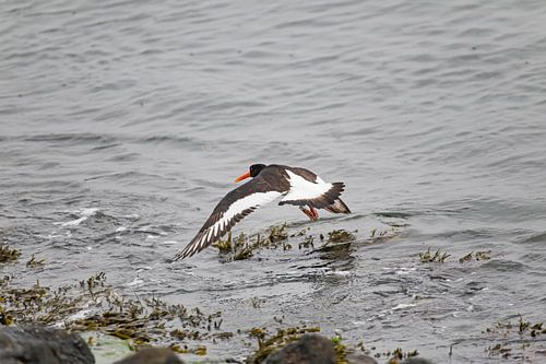 Scholekster net boven het zeewater