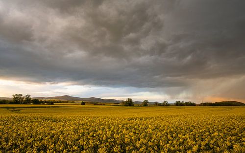 Koolzaadveld, Eifel, Rijnland-Palts, Duitsland