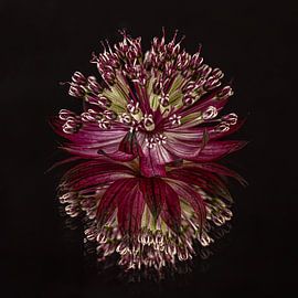 Square: Zeeland button (Astrantia Major) with reflection by Marjolijn van den Berg
