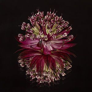 Vierkant: Zeeuws knoopje (Astrantia Major) met reflectie van Marjolijn van den Berg