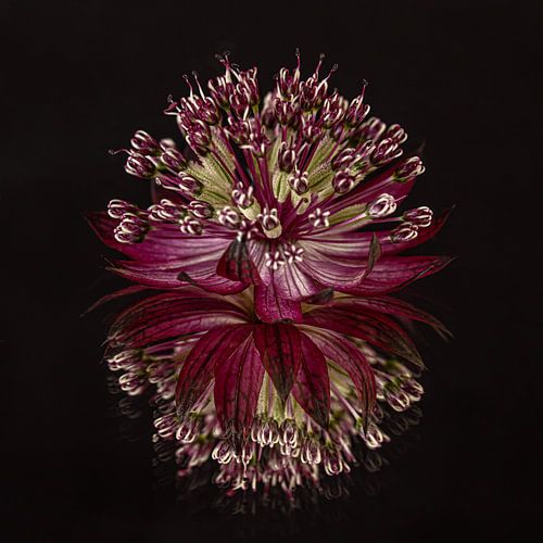 Vierkant: Zeeuws knoopje (Astrantia Major) met reflectie