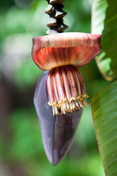 Bananen in de botanische tuin van Cairns van Kees van Dun