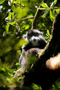 Between bamboo and fog - The life of the golden monkey
