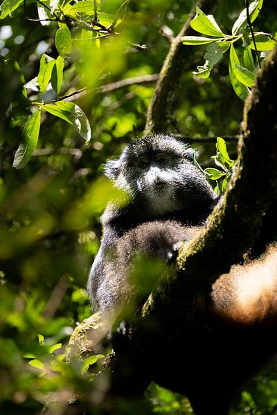 Between bamboo and fog - The life of the golden monkey by Rick Massar