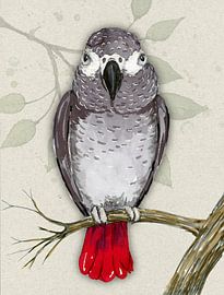 Grijze roodstaart papegaai aquarel