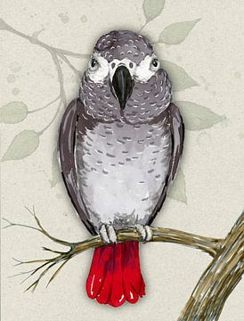 Grijze roodstaart papegaai aquarel van Bianca Wisseloo