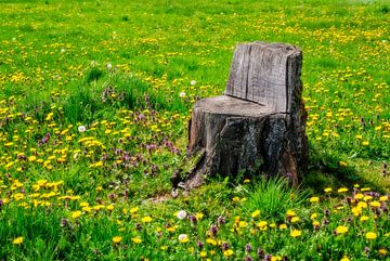 Chaise en bois dans un pré avec des fleurs de dandelion sur ManfredFotos