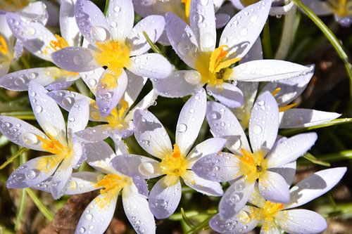 De eerste krokussen in het voorjaar