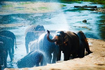 Elefanten duschen von Truckpowerr