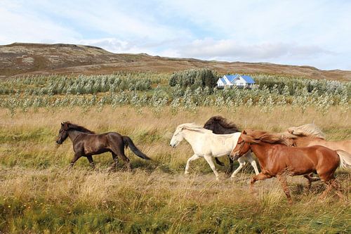 Running horses in Iceland