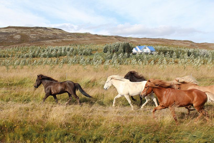 Rennende paarden in IJsland van Map of Joy