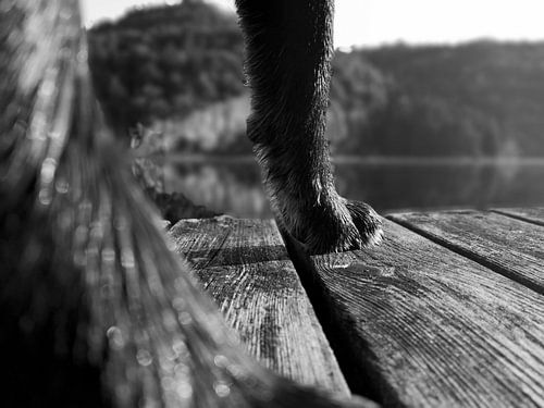 Hund auf Reisen