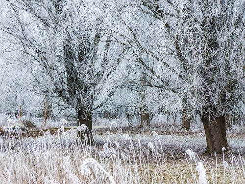 Des étoiles dans les arbres