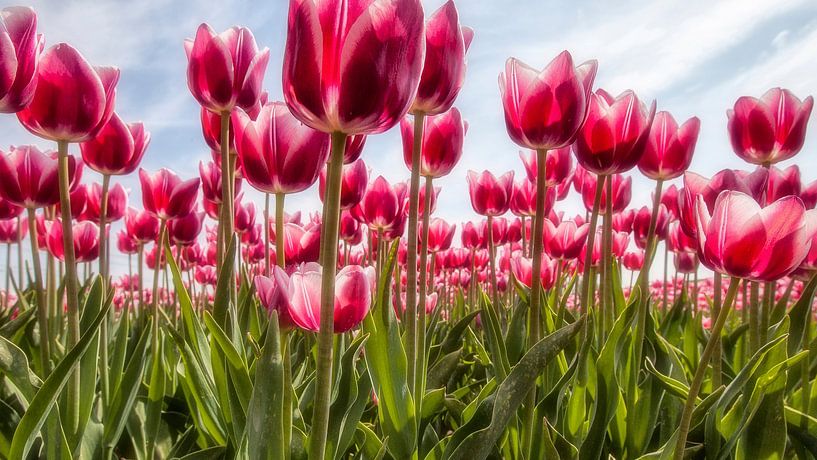 Bulb fields in the NOP by Dries van Assen