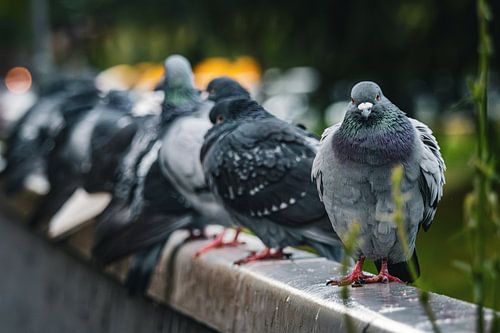 Tauben auf einer Brücke beim Griftpark, Utrecht