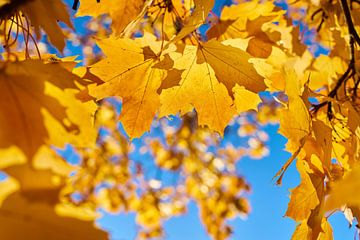 Bladeren van een Noorse esdoorn met heldergele herfstkleuren