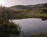 Frog pool between the dunes