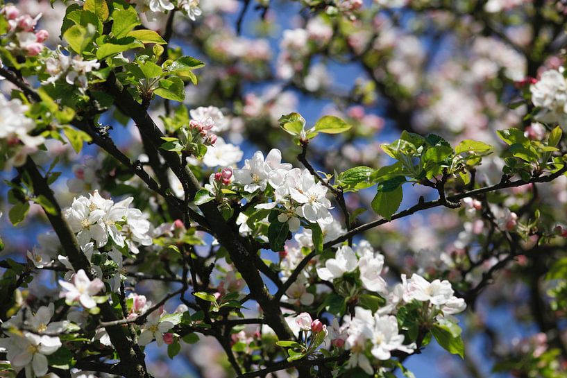 Flowering by Thomas Jäger