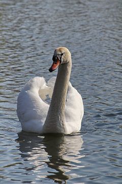 Höckerschwan von John Kerkhofs