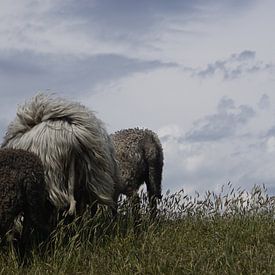 Schapen op  de dijk van Marcel Stevens