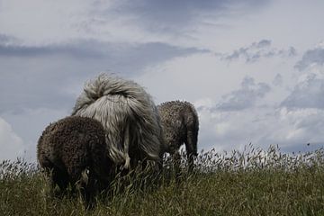 Moutons sur la digue sur Marcel Stevens