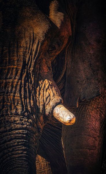 Loxodanta Africana_V by Loris Photography