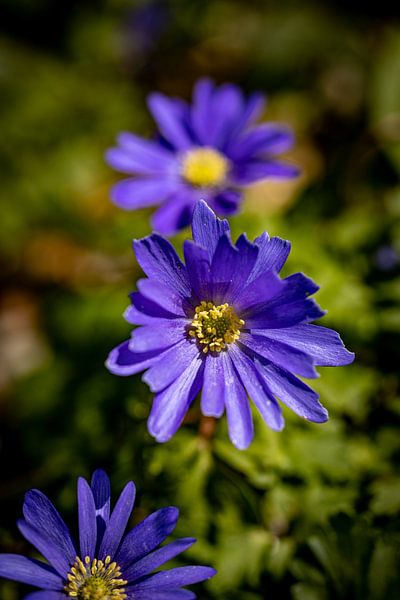 Rathenow &quot;City of Optics by David Krause