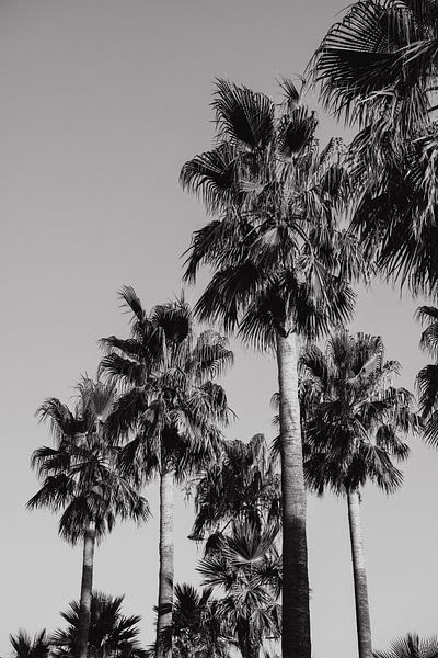 Palmen Frankreich schwarz&amp;weiß von Amber den Oudsten
