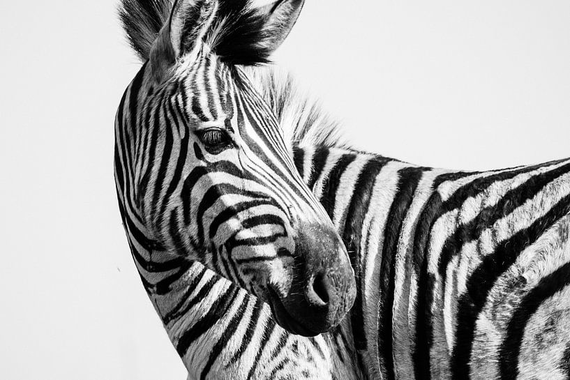 Gros plan d'un zèbre en noir et blanc par Suzanne Spijkers
