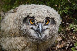 Uhu ( Bubo bubo ), Jungvogel, Ästling sur wunderbare Erde