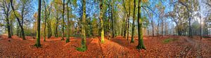 360 graden panorama herfstbos