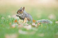 Grey squirrel by Elles Rijsdijk thumbnail