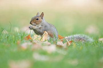 Grey squirrel by Elles Rijsdijk