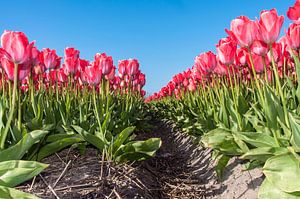 Rode Tulpen 002 von Alex Hiemstra