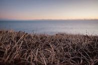 Grass at sundown by Annika Koole thumbnail