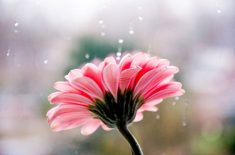 Gerberabloem in roze van Pix-Art by Naomi.k