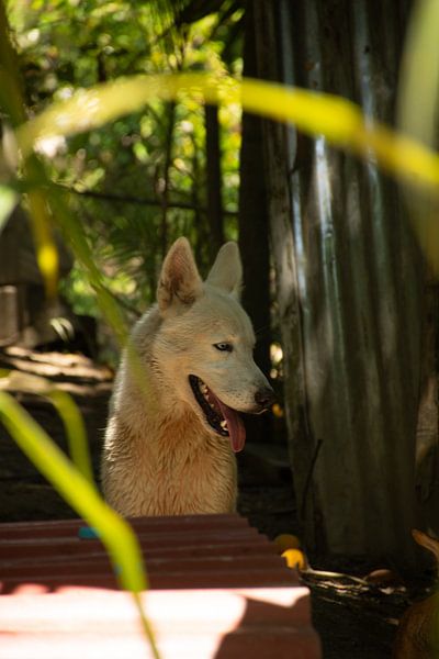 Street dog by Kim Michiels