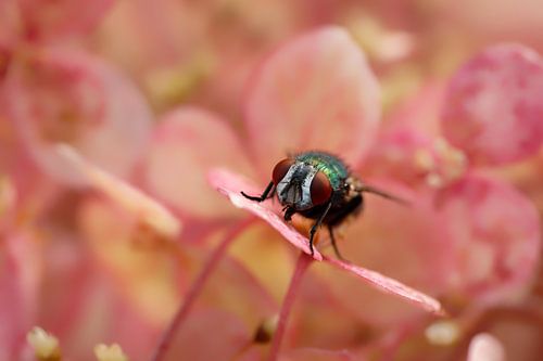 Lucilia houdt van roze