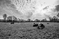 Cows in the field