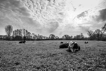 Koeien langs de Regge van Stedom Fotografie
